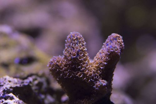 DSC_0018a.JPG