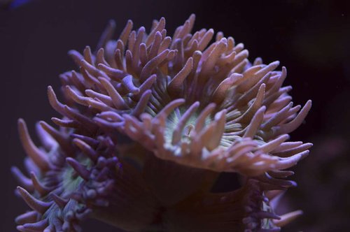 DSC_0017a.JPG
