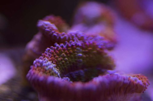 DSC_0009a.JPG