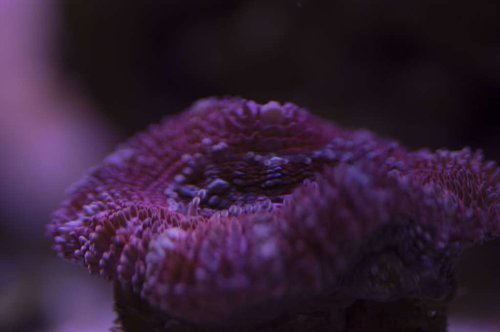 DSC_0007a.JPG