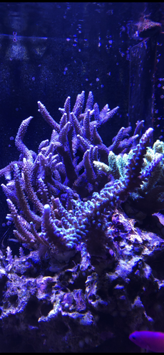 020EB599-DE37-465D-AB0A-1D33FD7E18AE.png