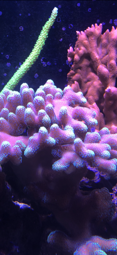 3B843BC7-A782-4A38-B2D1-48E9FC00707D.png