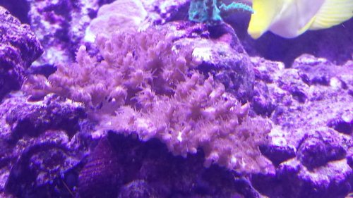 SPS kraftig polyp extension.jpg