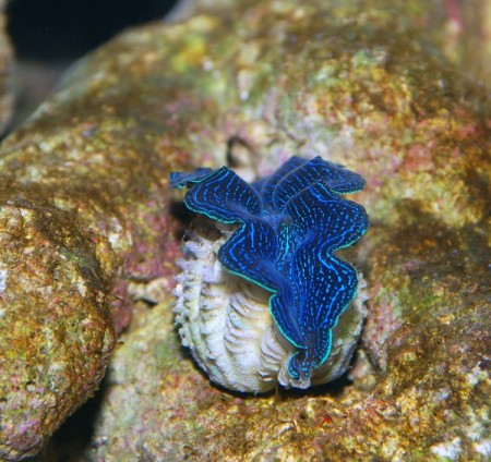 Blå Tridacna crocea