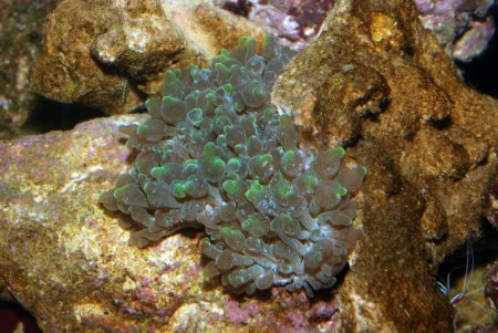 Grøn Entacmaea quadricolor