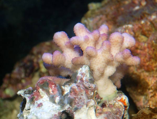 Pink Stylophora
