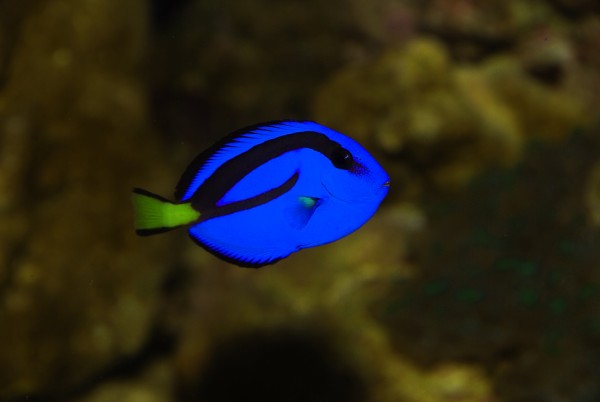 Paracanthurus hepatus