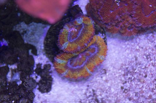 DSC_0079a.JPG