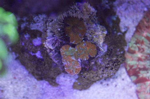 DSC_0090a.JPG