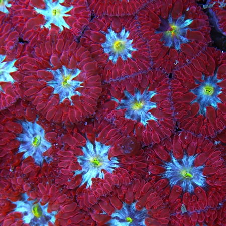 BlastoMerlettiRedBlueYellow2_zpscd403df1lg.jpg