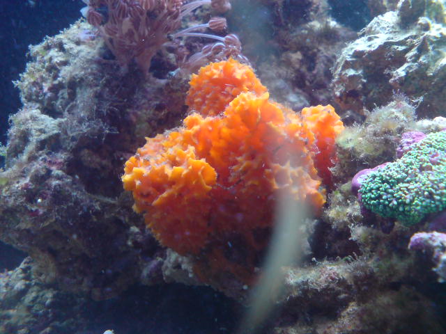 Orange koral.. Utroligt intens i farven! Den er vel ikke af gummi? :P