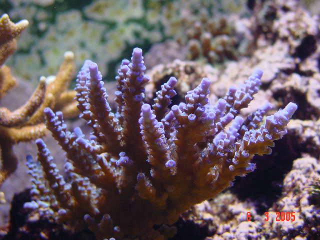 Blå Acropora.jpg