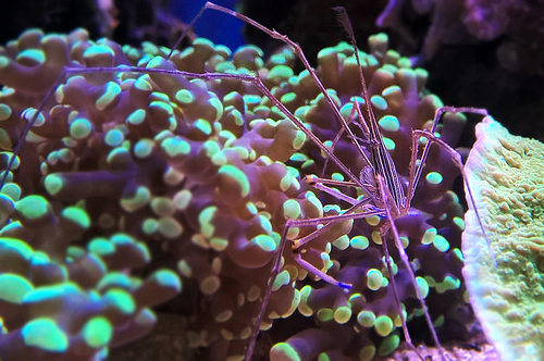 Stenorhynchus seticornis.jpg (599.79 KiB) Vist 6965 gange Stenorhynchus seticornis