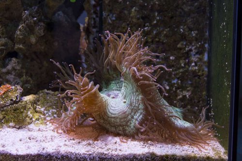 DSC_0045a.JPG