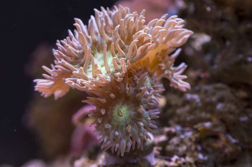 DSC_0026a.JPG