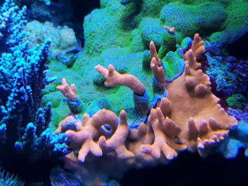 Pokerstar og orange digi kæmper om pladsen..jpg (118.84 KiB) Vist 556 gange Nu har jeg så snart en grenet "pokerstar".