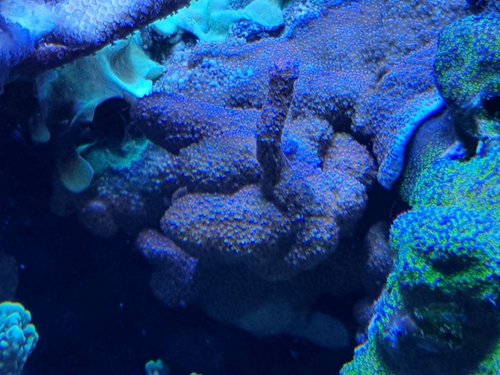 Superman overgror en koralgren..jpg (91.65 KiB) Vist 556 gange Der stod en nødlidende Acro ved siden af min "superman". En del af Acroen blev flyttet, men der var en gren tilbage og den plads bemægtigede Montien sig hurtigt.