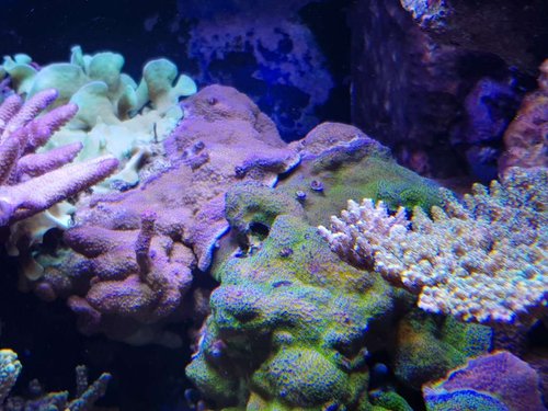 Superman og pokerstar..jpg (99.05 KiB) Vist 524 gange Her vokser de ryg mod ryg helt i toppen. Længere ned af grænsen mellem dem kan man se, at det er lidt på skift hvem der får overtaget. Nogle steder overvokser "pokerstar" og andre steder overvokser "superman".