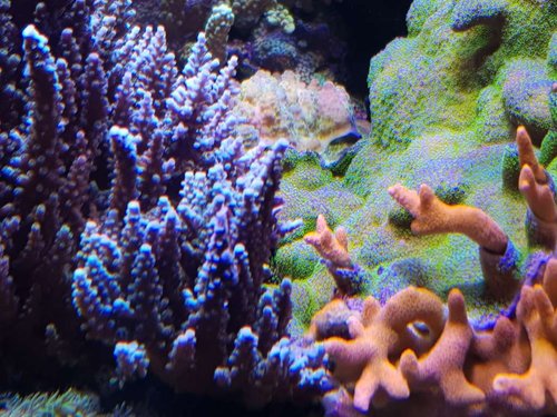 A.anthocercis og pokerstar..jpg (116.15 KiB) Vist 524 gange A.anthocercis er gul, men lyset pt gør, at den ser lidt mere plumret ud i farven. Men man kan tydeligt se den døde zone. Der er opstået et hul i mellem dem.