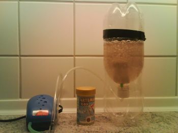 Udklækning af artemia æg