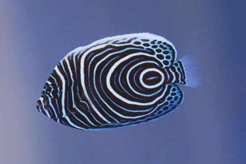Pomacanthus imperator-1.jpg