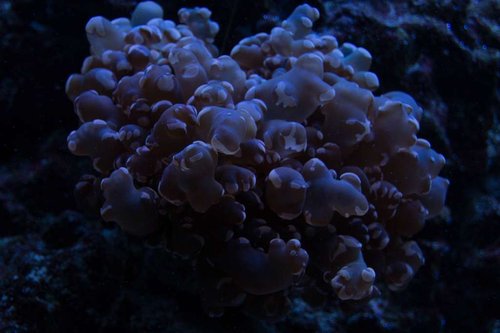 IMG_2054.jpg