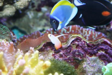 hvidbrystet og 5 firegoby