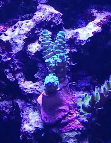 iceblue tenius.jpg