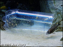 art_fish_trap_04.jpg