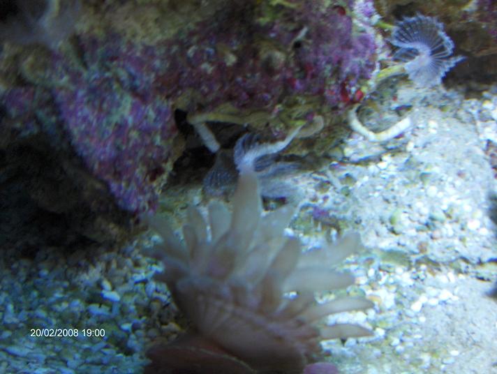 lille anemone