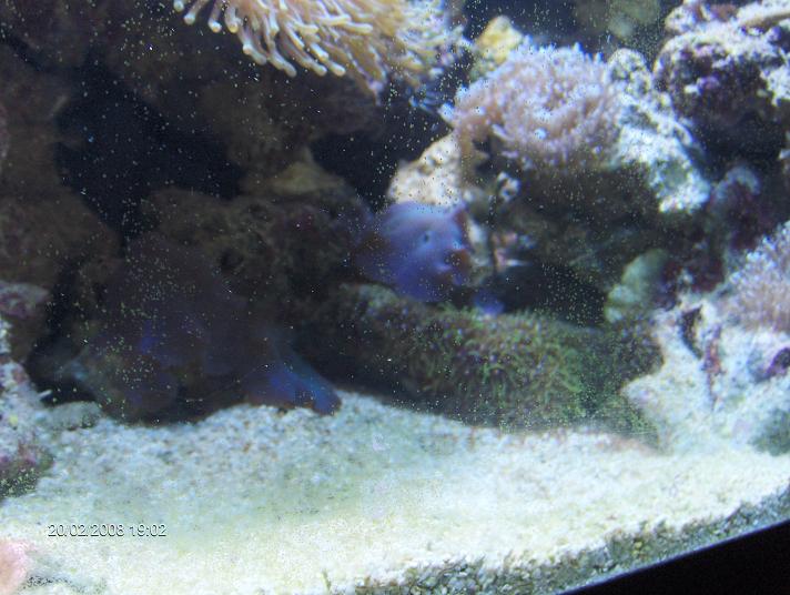 stjerne polyp.JPG