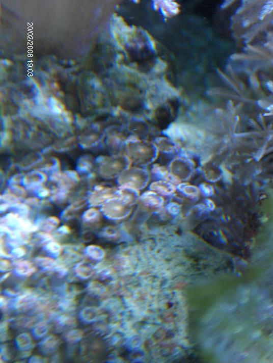 polyp8.JPG
