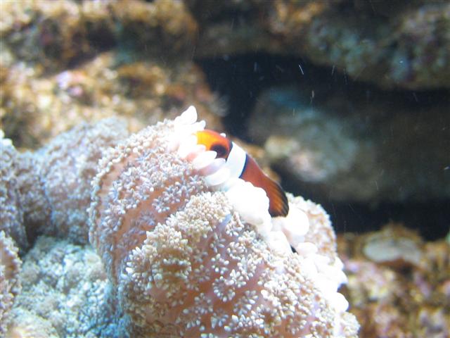 IMG_0184 (Small).JPG