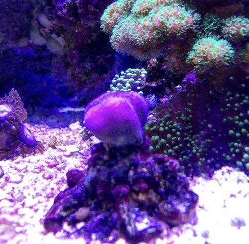Stylopora tonga