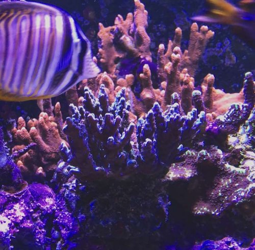 Eneste acropora “koloni” der overlevede