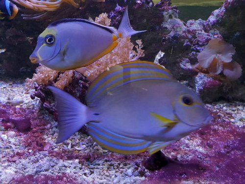 Kirurg hvilken.jpg (96.82 KiB) Vist 4522 gange Kirurg hvilken.jpg