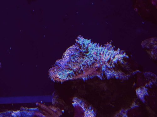 816E0181-2FC6-4C93-994E-938F896B1170.jpeg