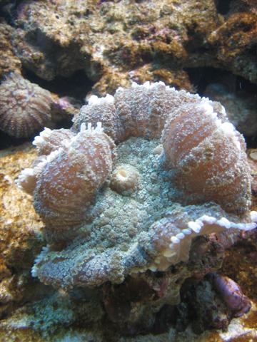 IMG_0181 (Small).JPG