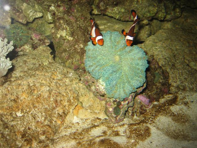 IMG_0180_2 (Small).JPG