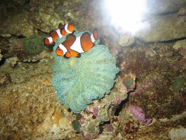 IMG_0177 (Small).JPG