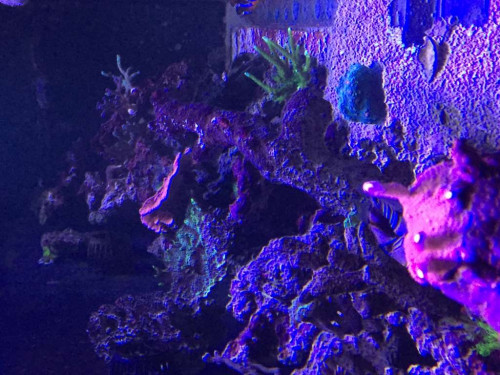 0EAF556A-719D-42C6-94D5-B82F352714A9.jpeg (105.08 KiB) Vist 3309 gange 2,5 meter i aftenlys :-)