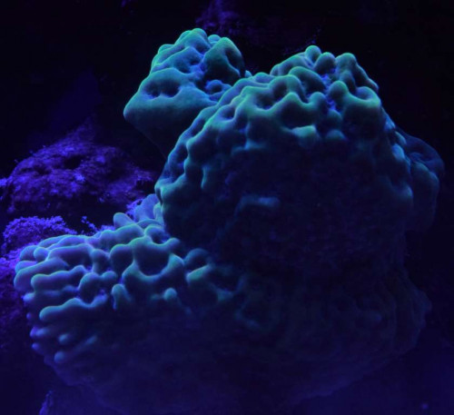 fisk4.jpg (35.68 KiB) Vist 2974 gange slowburner....