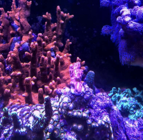 Pink australsk acro