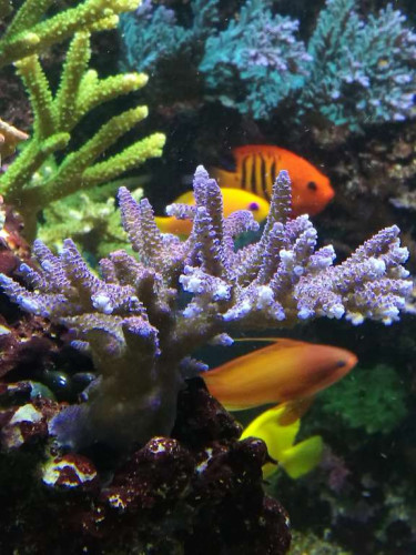 31-10-2018 blue millipora.jpg