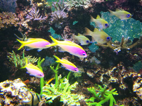 anthias 03112018.jpg