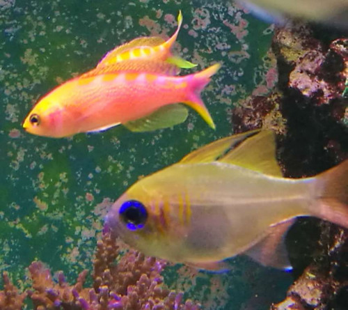 ny favo anthias.jpg