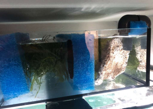 akvarie_sump3.jpg