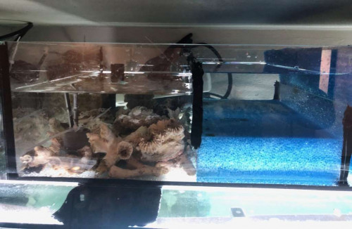 akvarie_sump4.jpg
