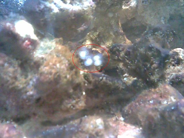 det er de bobler inde i den røde cirkel