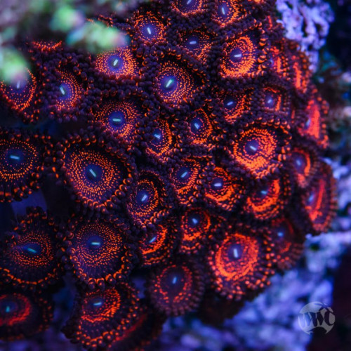 WWC Illuminati Zoas.jpg